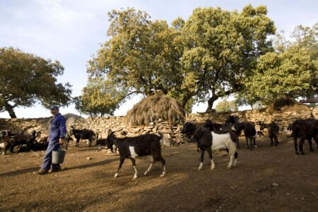 La colaboración es la clave para afrontar la tuberculosis en ganadería extensiva