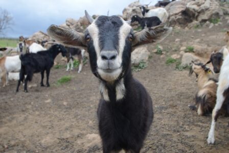 En Extremadura, y en concreto en la Vera, siguen ensañándose con las ganaderías de caprino: no se entiende