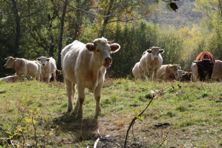 Caracterización de la ganadería extensiva en España