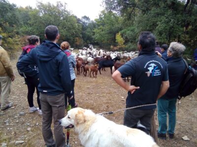 Las escuelas de pastoreo en España