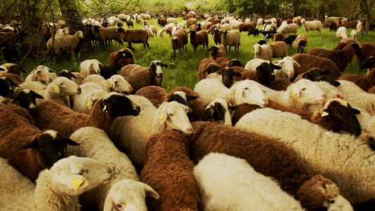 El pastoreo como servicio