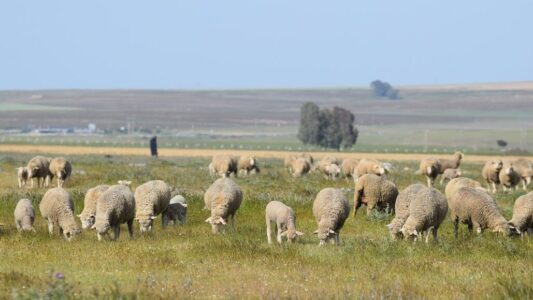 Evaluando el marco político del pastoreo en Europa