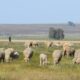 Evaluando el marco político del pastoreo en Europa