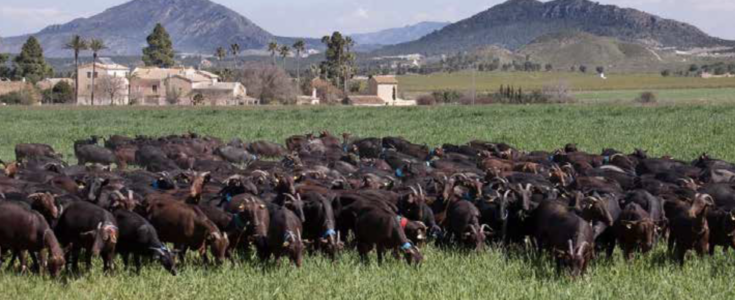«Accounting for pastoralists in Spain», un informe de League for Pastoral Peoples y la Plataforma por la Ganadería Extensiva