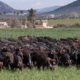 «Accounting for pastoralists in Spain», un informe de League for Pastoral Peoples y la Plataforma por la Ganadería Extensiva