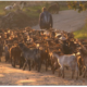 Cabras en Gredos
