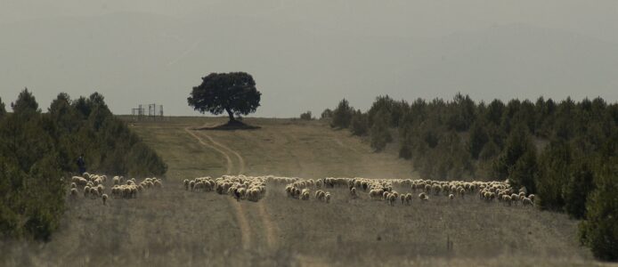 Incendios forestales, cambio climático y ganadería