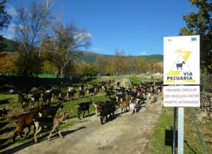 ‘Adopta una cabra de Guadarrama’: una iniciativa de apoyo a Javier Colmenarejo y la quesería Santo Mamés