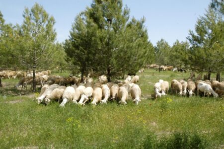 Pastoralismo y prevención de incendios
