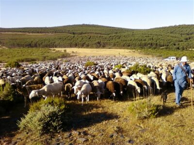 Las Naciones Unidas declaran el 2026 como el Año Internacional de los Pastizales y los Pastores