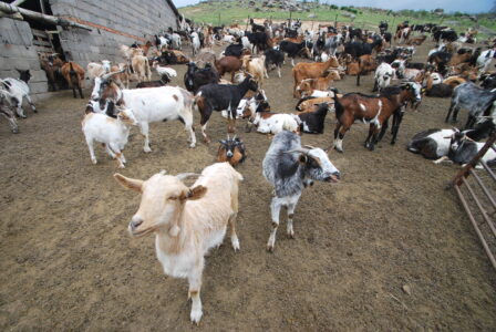 Reunión sobre Tuberculosis Bovina en La Vera (Cáceres)