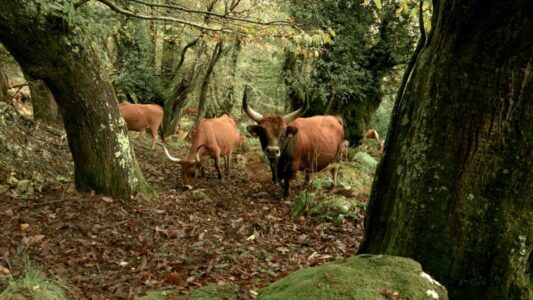 «Bajo los bosques» la belleza del vínculo que une árboles, personas y animales