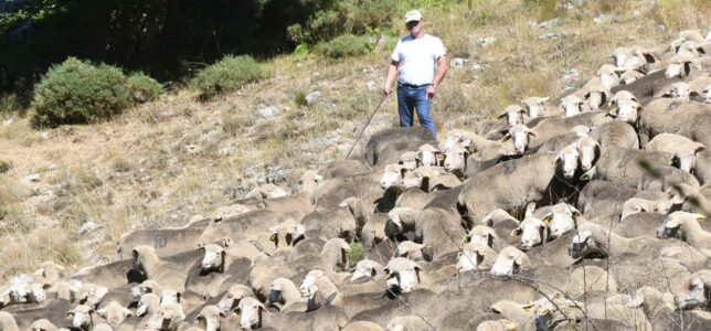 Apoyamos que 2026 sea el año internacional de los pastos y el pastoreo