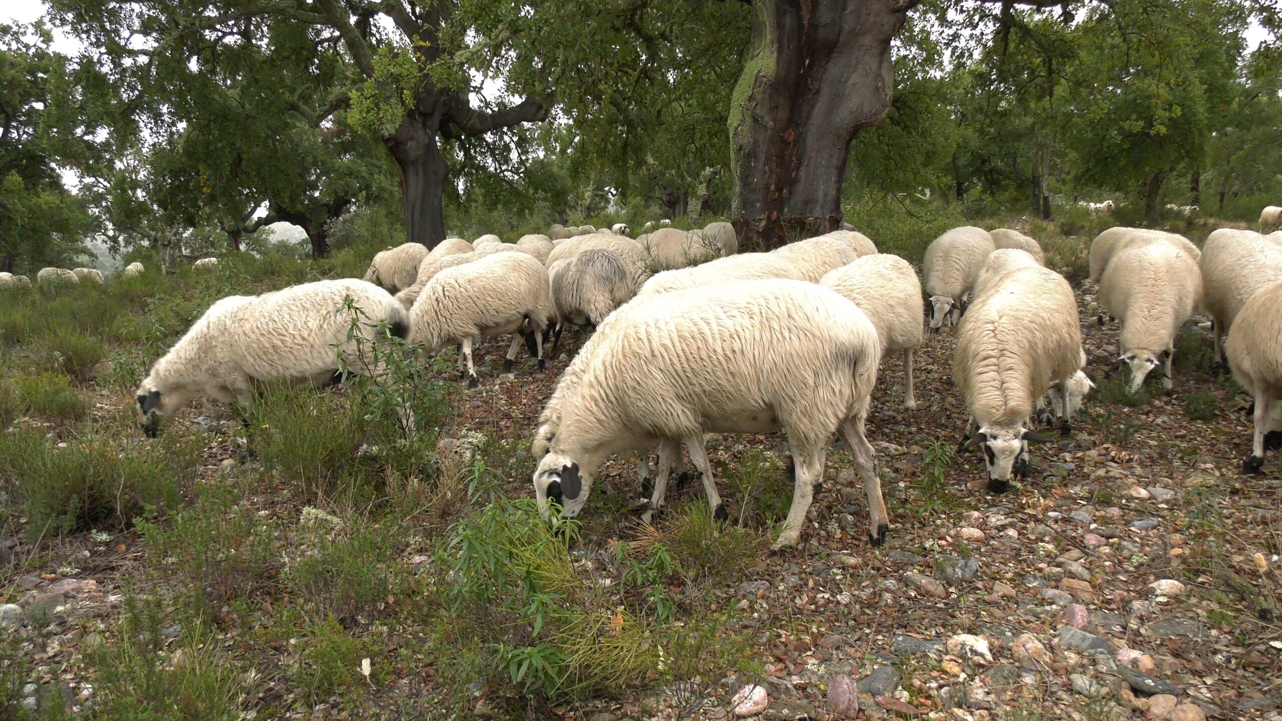 Asaja-Ávila instalará 'pastores eléctricos' como una experiencia para  proteger el ganado - Agroinformacion