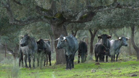 Una breve crónica de la décima reunión del Botánico
