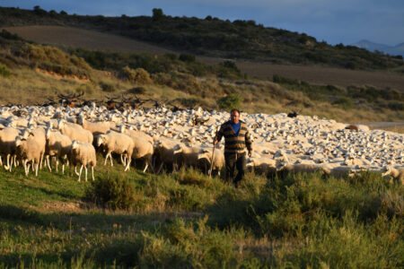 Ya tenemos las actas de Territorios Pastoreados 5
