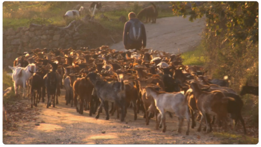Cabras en Gredos