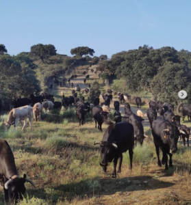 La Trashumancia ya es Patrimonio Cultural Inmaterial de la Humanidad