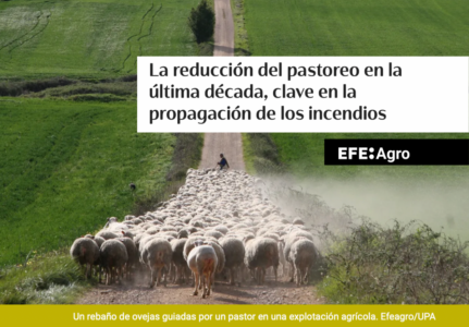 El papel estratégico de la ganadería extensiva frente a los incendios